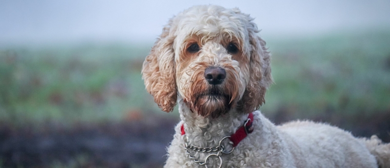 blonde-labradoodle-buiten