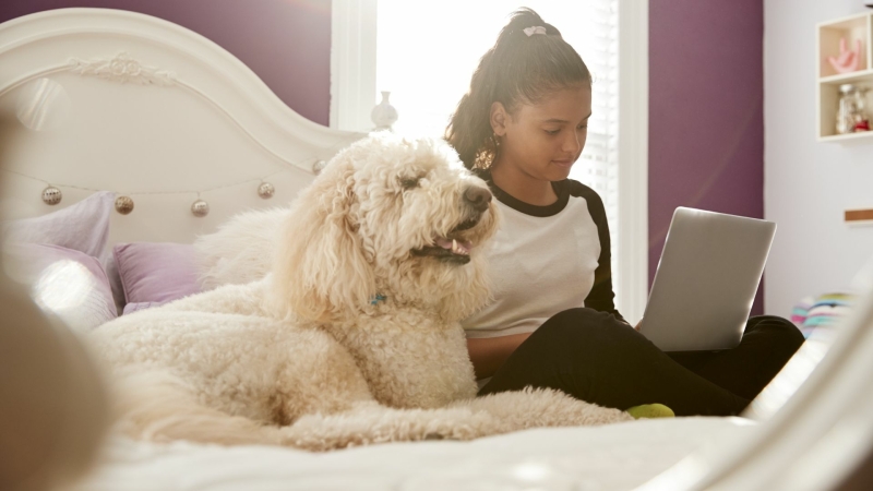 Blonde Labradoodle in bed bij kind