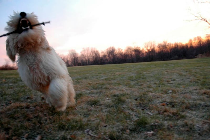 blonde-labradoodle-los-met-stok