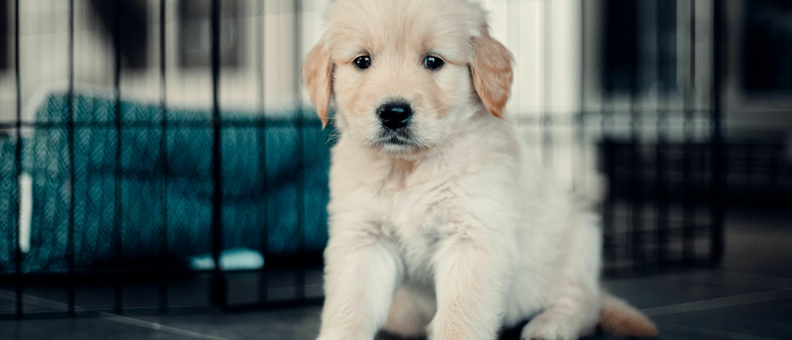 blonde-labradoodle-puppy-bij-bench
