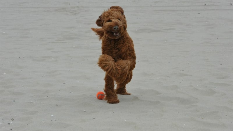 bruine-labradoodle-los-op-het-strand