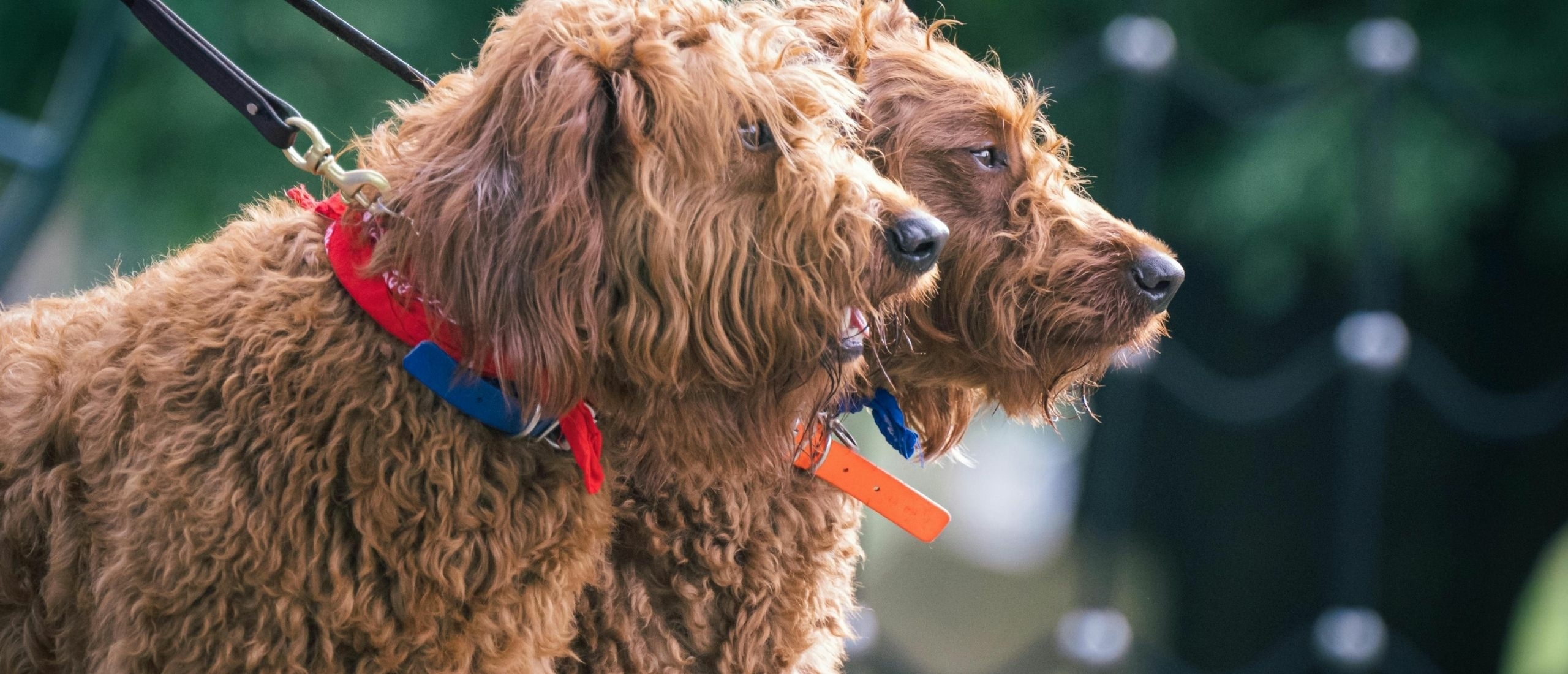 bruine-labradoodles-aan-de-riem
