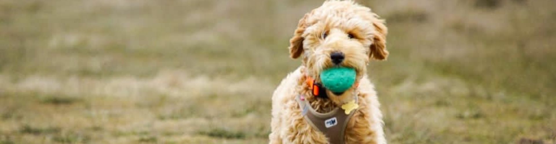 gedrag-en-trainingtips-labradoodle