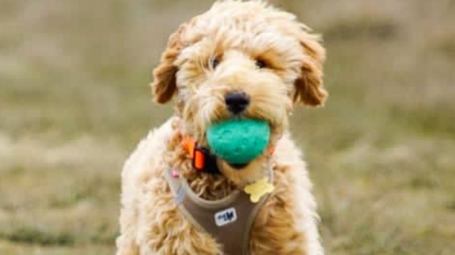 gedrag-en-trainingtips-labradoodle