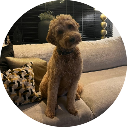 Gedrag- en trainingtips Labradoodle alleen thuis laten