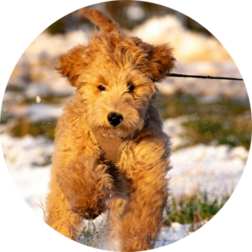 Gedrag- en trainingtips Labradoodle corrigeren