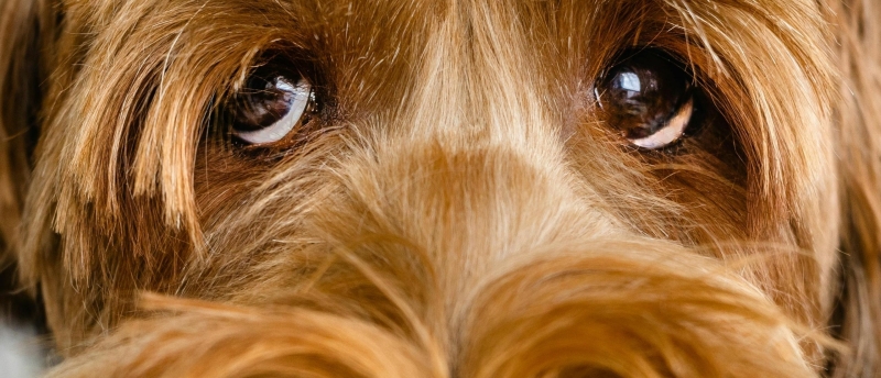 gespannen-labradoodle