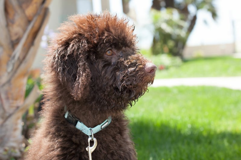 hoe-verloopt-een-labradoodle-puppy-kijkdag