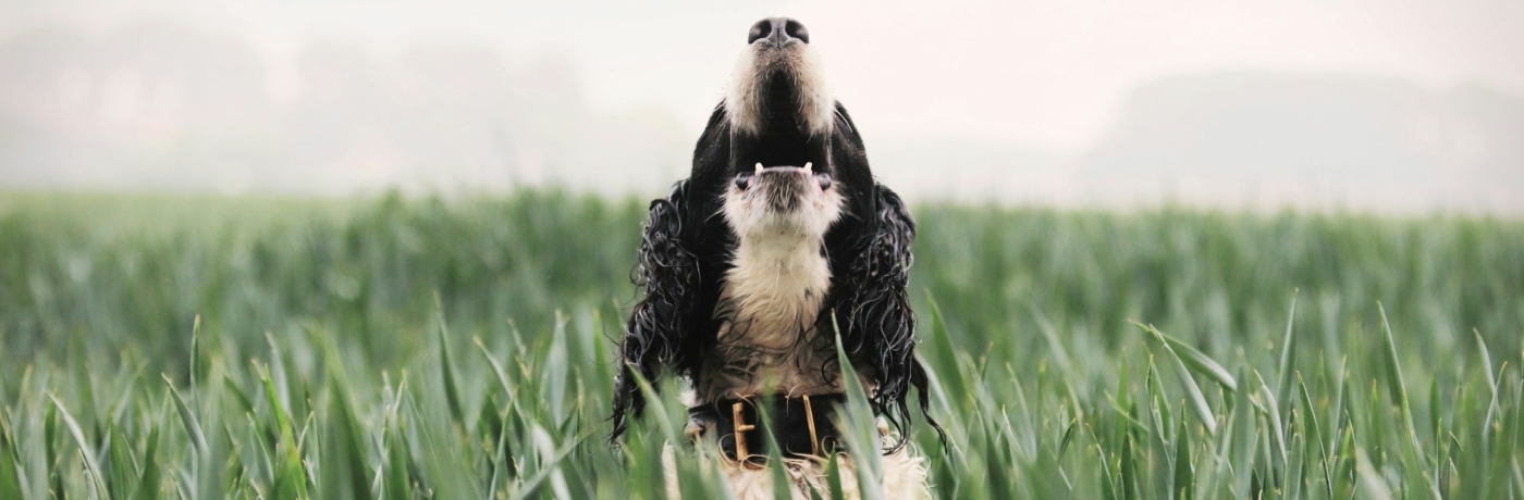 Blafband voor honden | Diervriendelijke antiblafbanden van PetSafe | De Huisdiersuper.nl