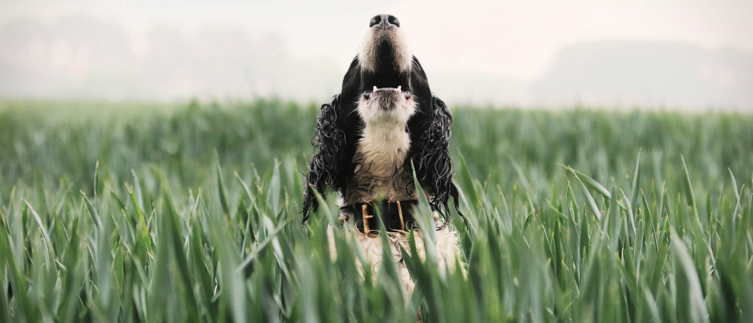 hond-blaffen-in-gras