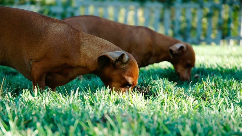 Hond wat gras eet