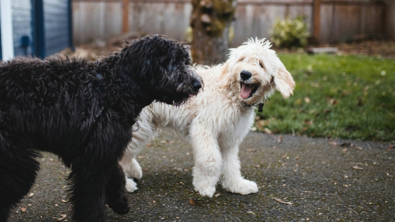 Hond loopt en ruikt aan andere hond