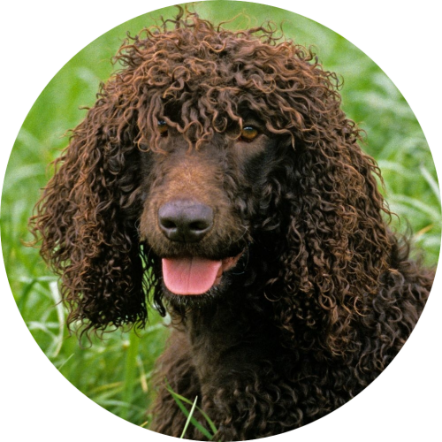 Ierse Water Spaniel