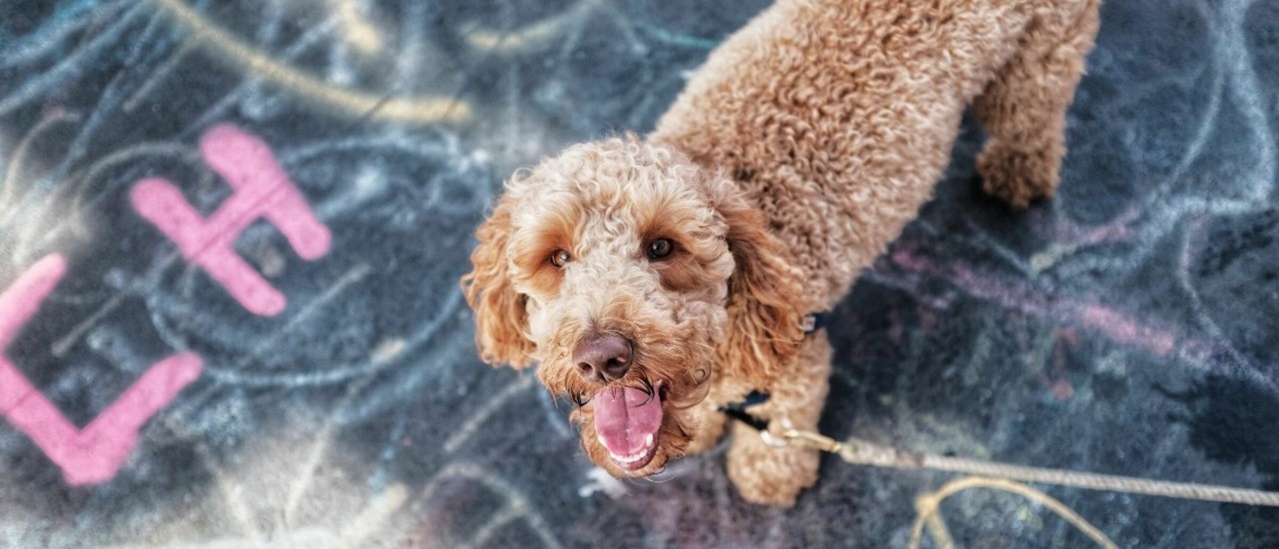 labradoodle-aan-de-lijn-buiten