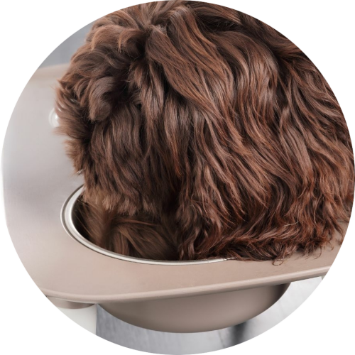 labradoodle-aan-het-eten-in-voederbak