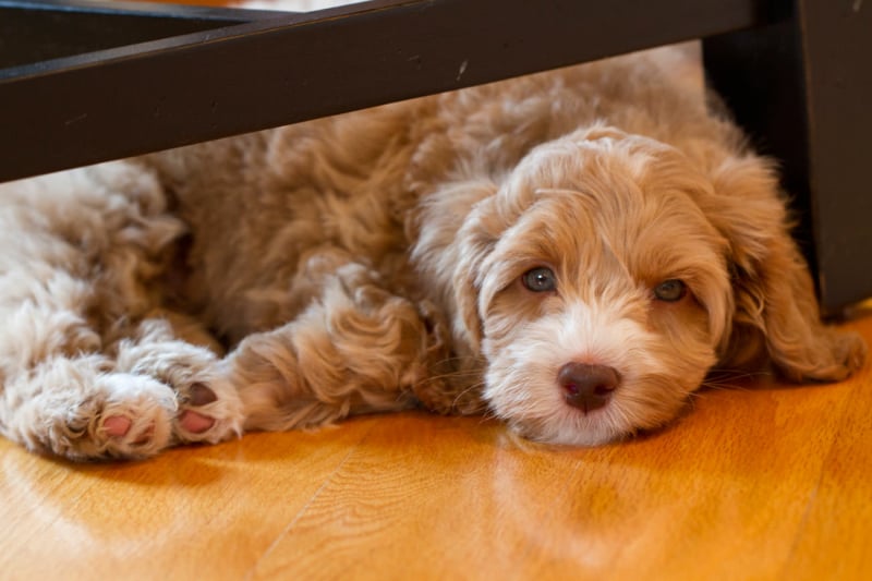 labradoodle-blonde-puppy