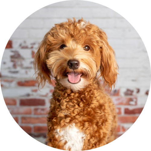 labradoodle-bruin-voor-muur