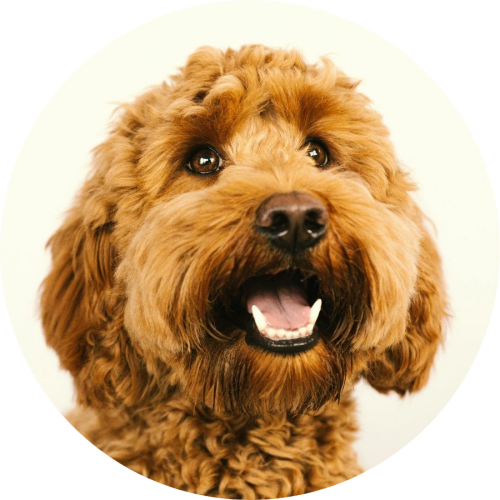 labradoodle-cognac