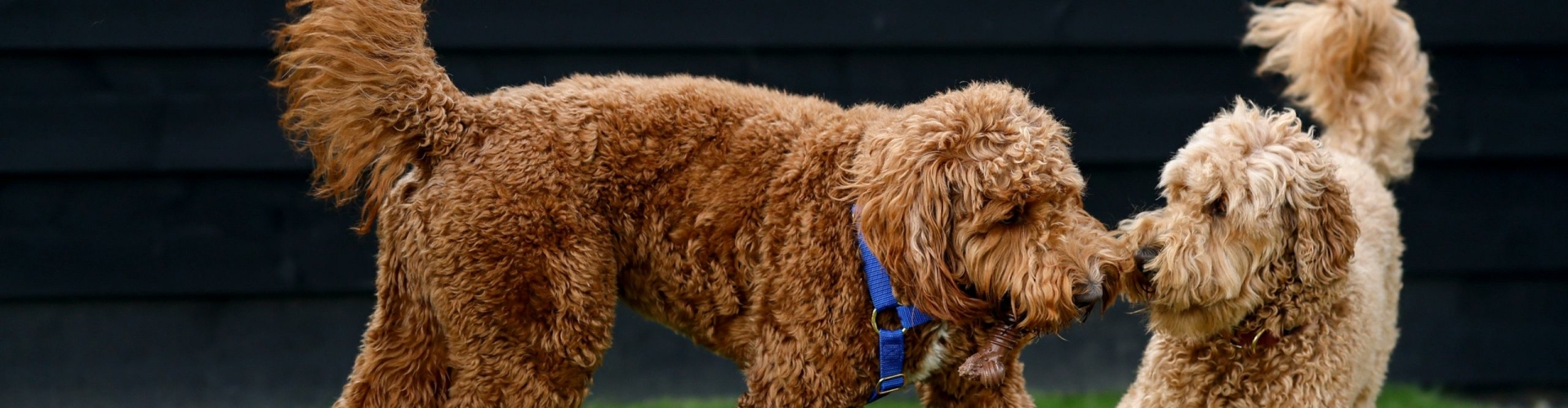 labradoodle-fleece