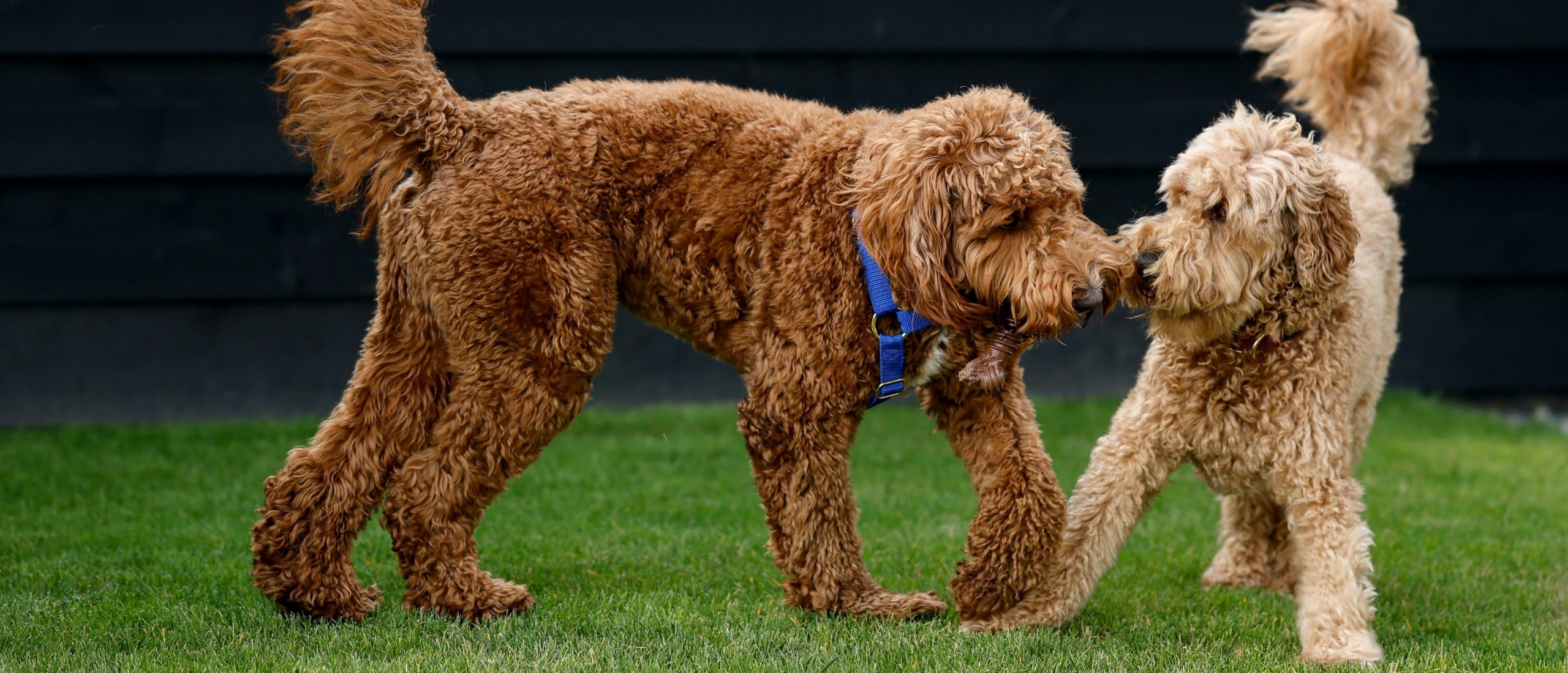 labradoodle-fleece