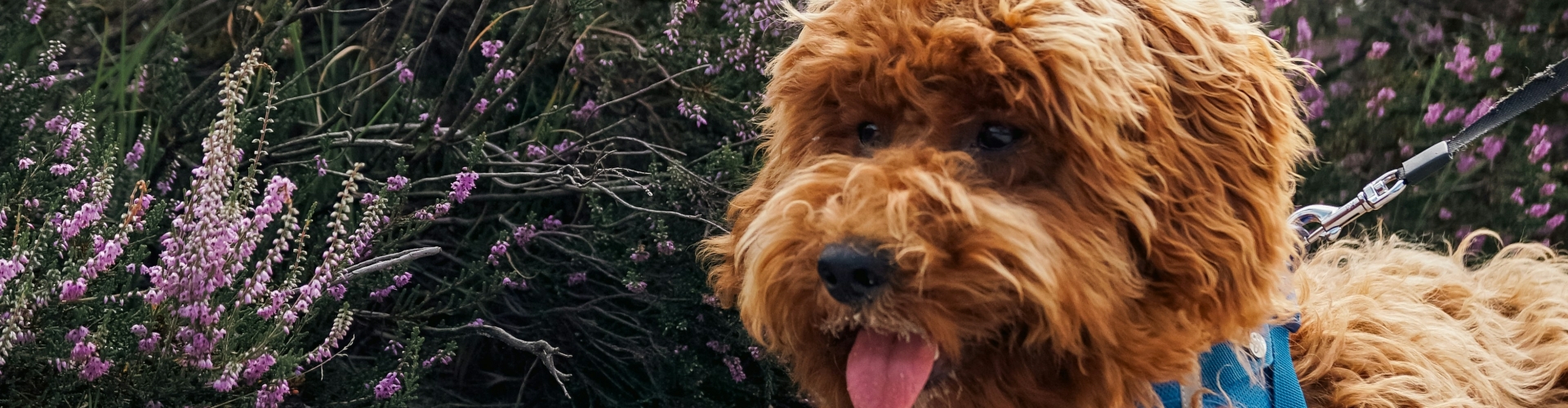 labradoodle-heide