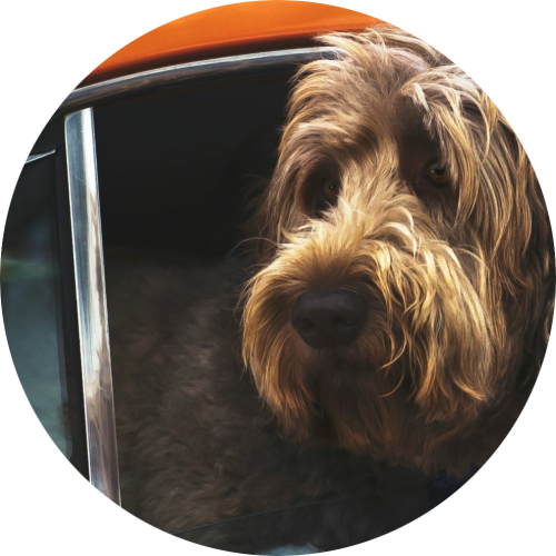 labradoodle-in-auto