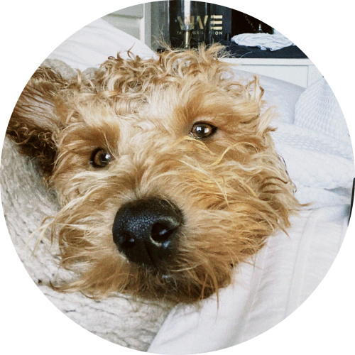 labradoodle-in-bed