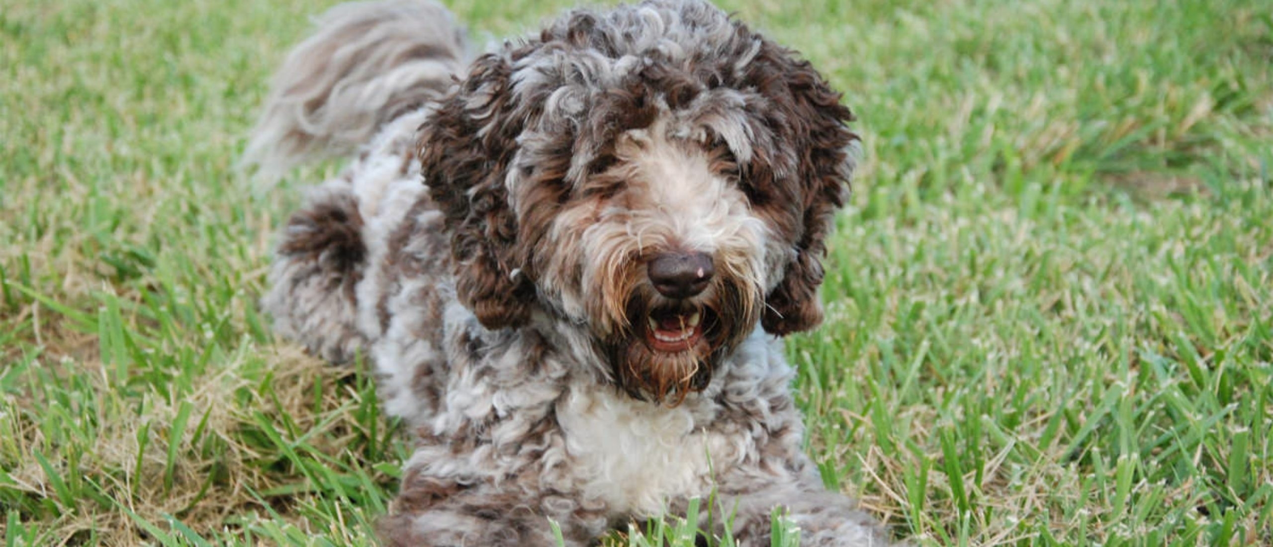 labradoodle-in-gras