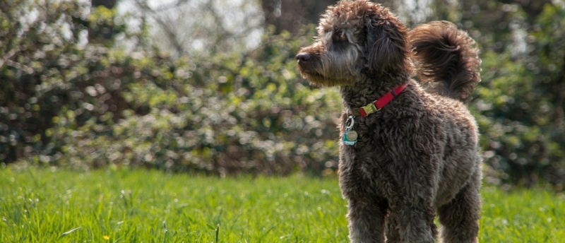 labradoodle-in-het-gras-lekker-buiten
