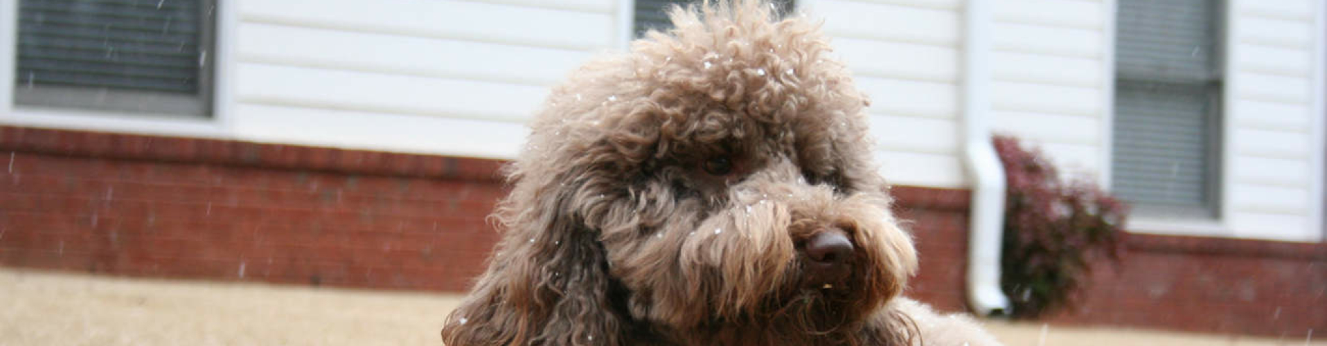 labradoodle-karakter-nader-bekeken