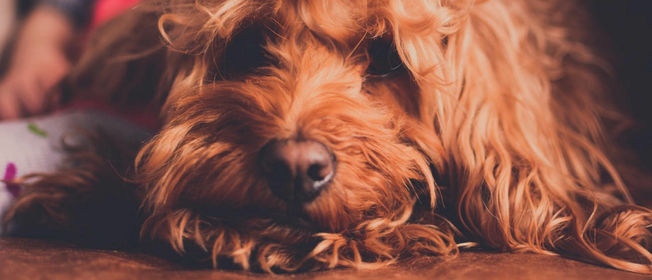 labradoodle-ligt-op-de-grond