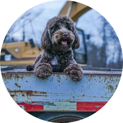 labradoodle-meer-informatie-en-tips-over-het-ras-2-660x440