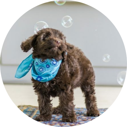 labradoodle-meer-informatie-en-tips-over-het-ras-660x495