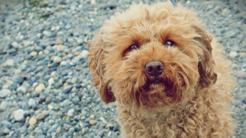 labradoodle-mini-op-straat