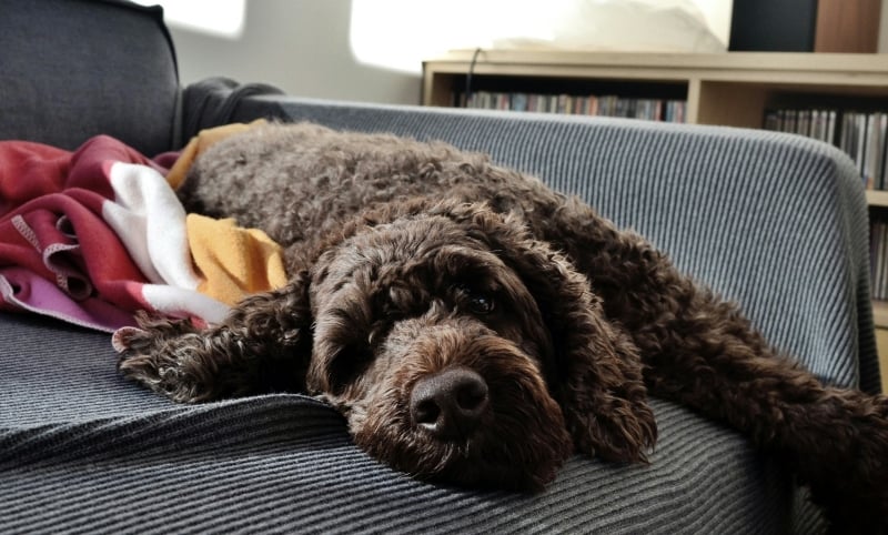 labradoodle-op-de-bank