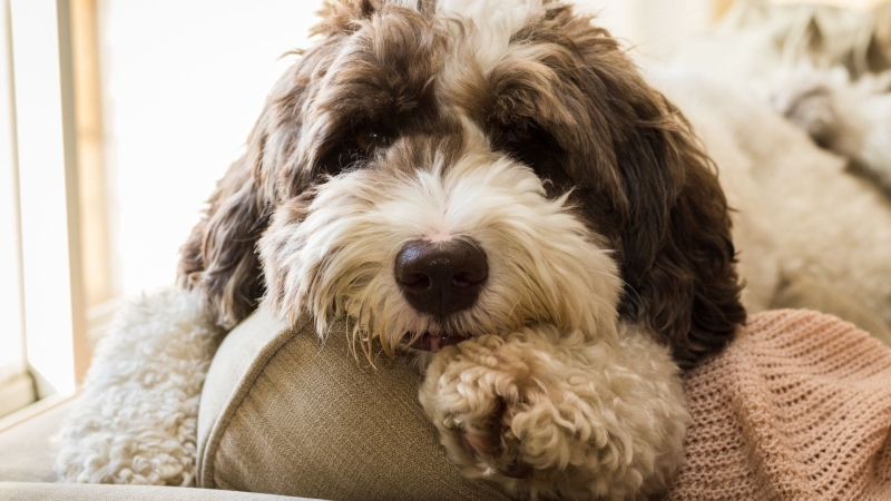 labradoodle-op-de-bank-min