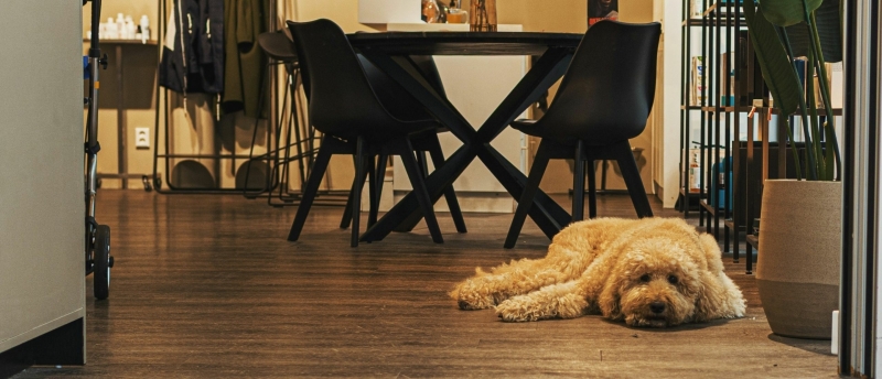 Labradoodle op de grond in huis