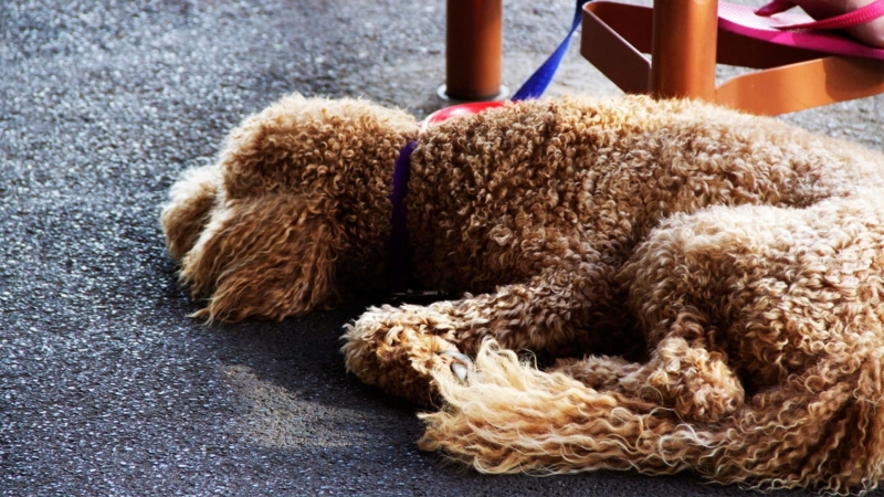 labradoodle-op-de-grond-min