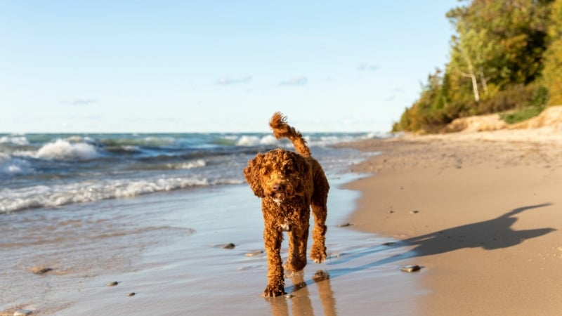 labradoodle-op-het-strand-los-lopen