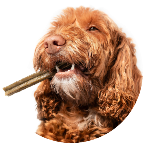 labradoodle-op-kauwstick