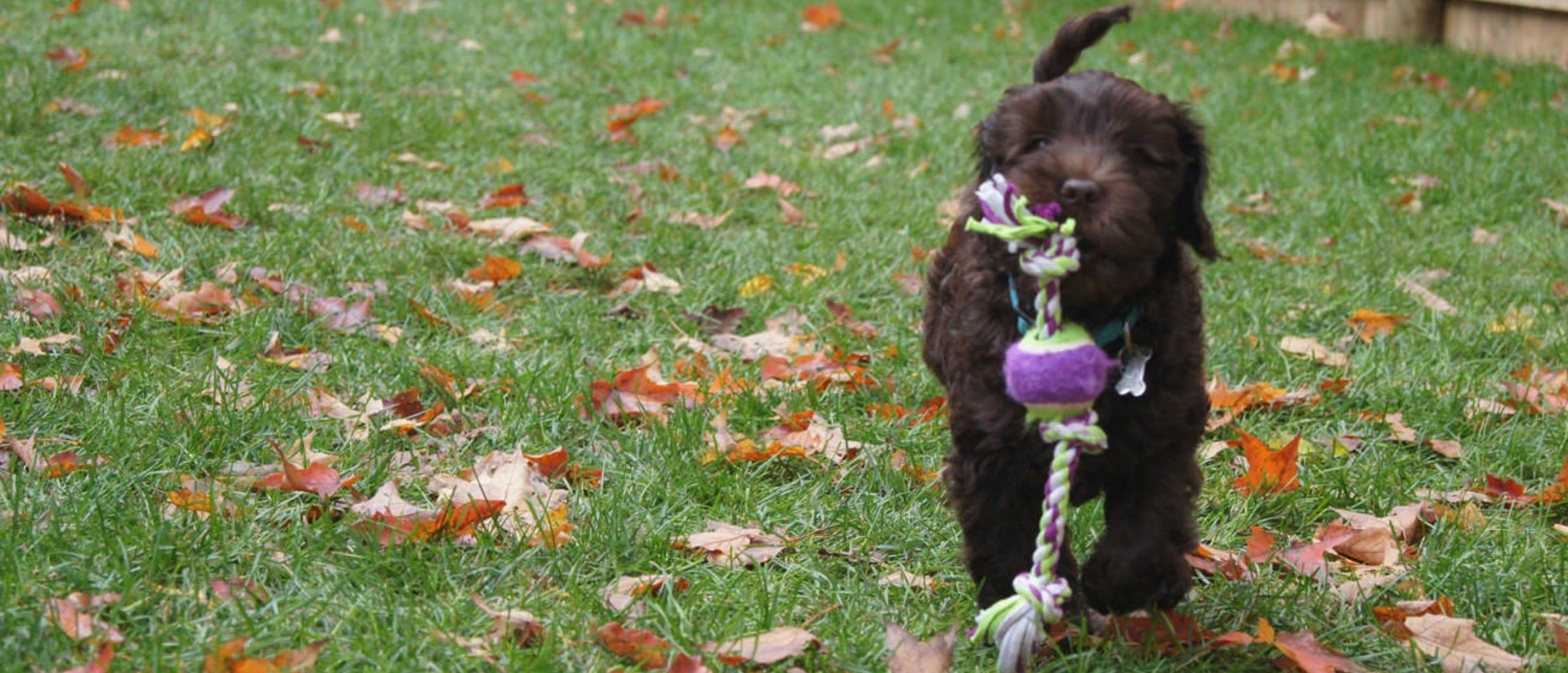 labradoodle-pup-in-de-tuin