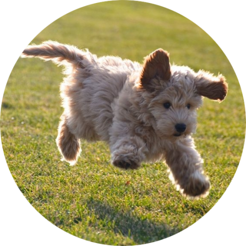 labradoodle-puppy-springen-660x575