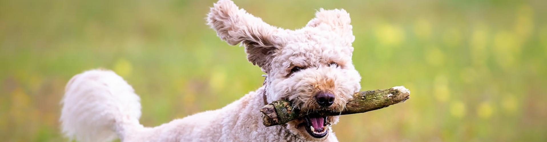 labradoodle-speelt-met-stok