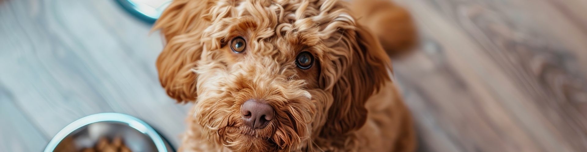 labradoodle-voedingstips