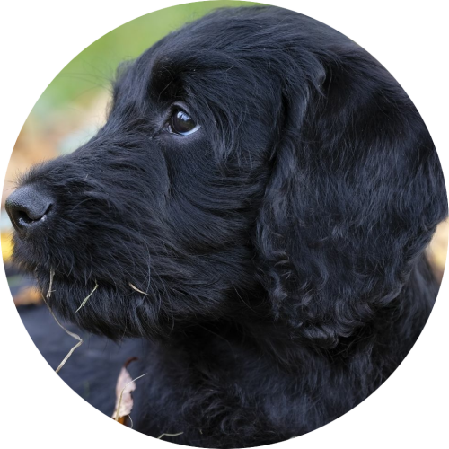 labradoodle-zwarte-pup-ligt