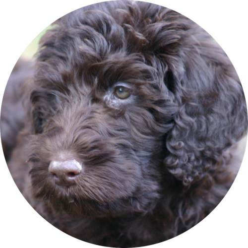 labradoodle-zwarte-puppy