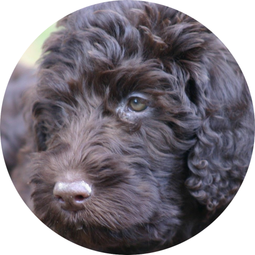 labradoodle-zwarte-puppy