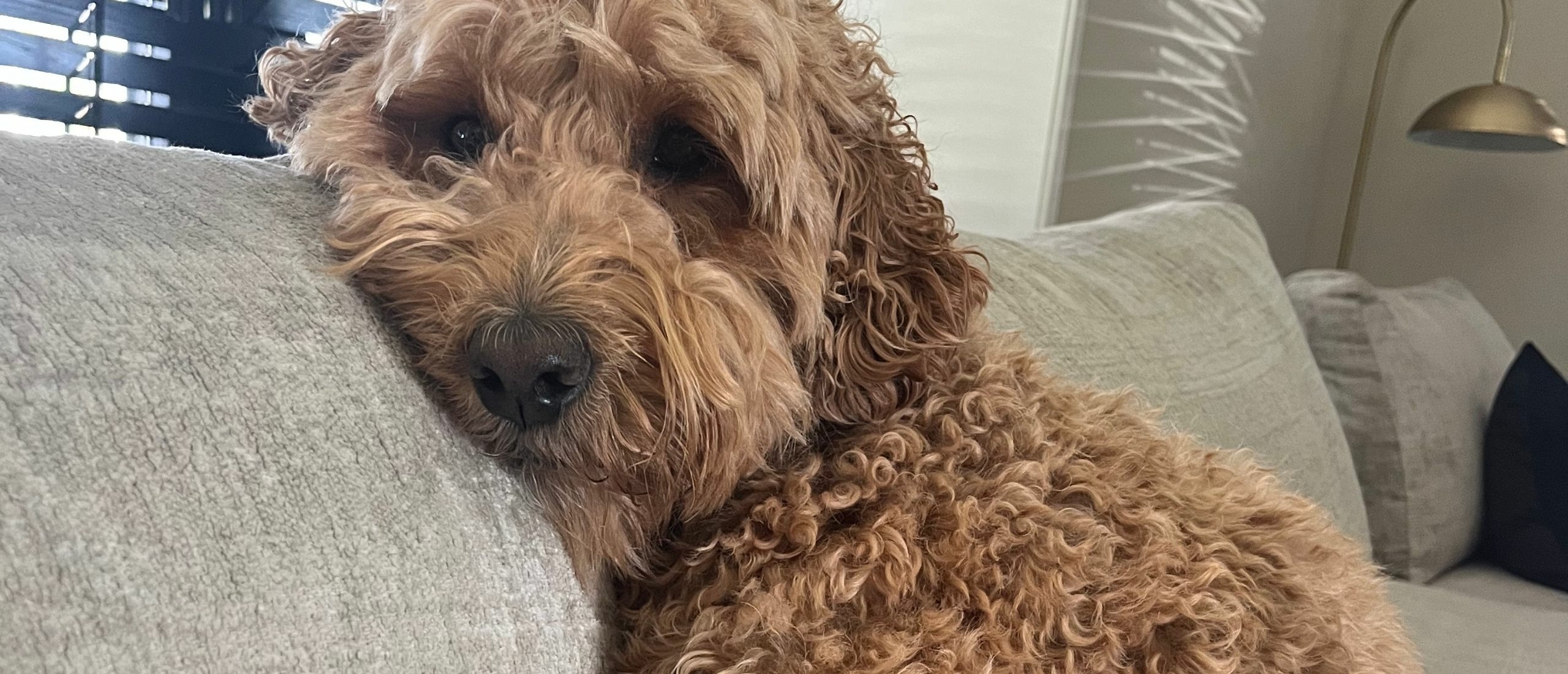 nuxe-labradoodle-op-de-bank