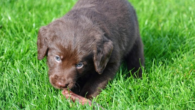 pup-eet-snack-in-het-gras