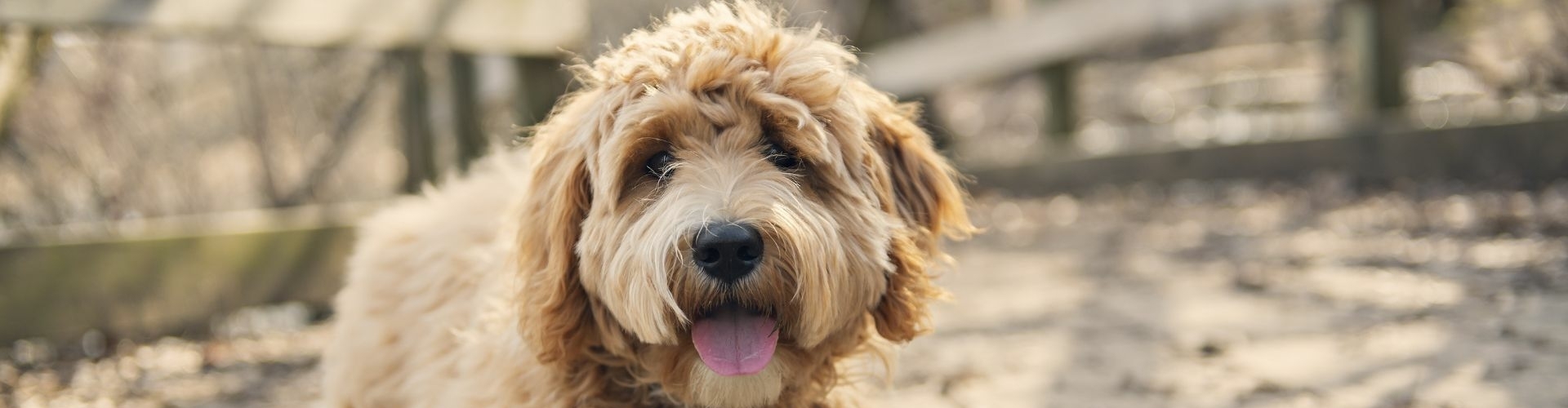 tips-bij-de-aanschaf-labradoodle